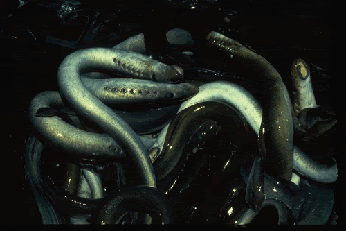 pacificlamprey.gif