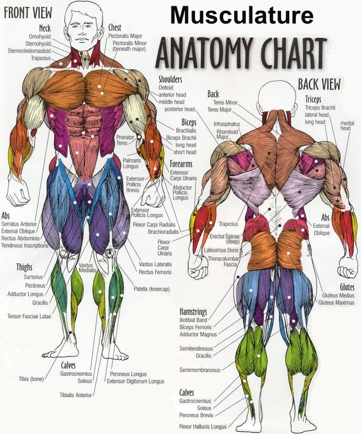 ecorche_contemp.chart.lg.jpg