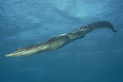64CrocSwim432.JPG