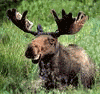 131841-albums1057-picture77095.gif