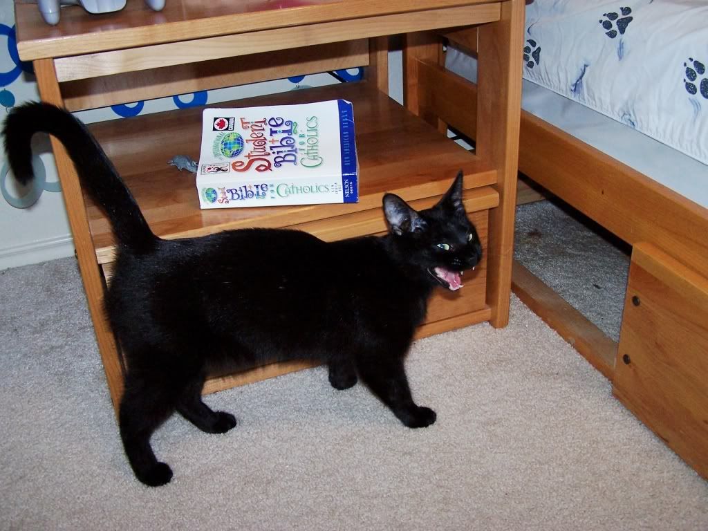 cat2.jpg