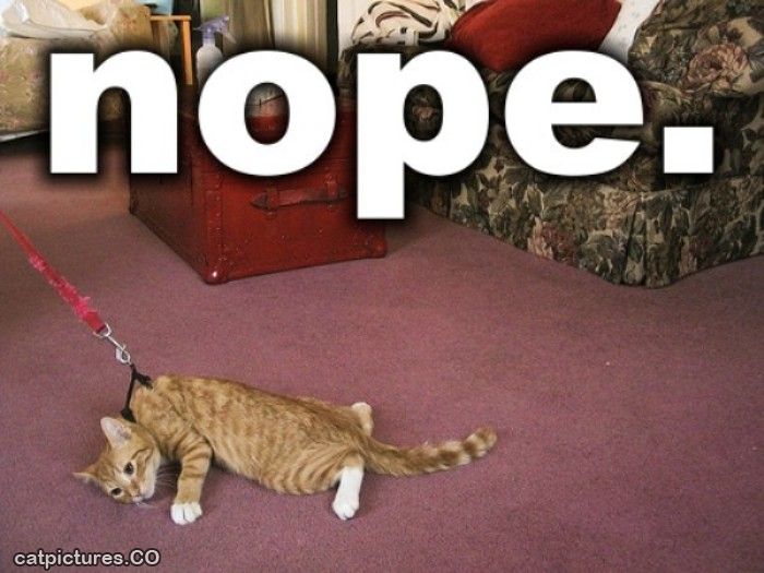 Nope204.jpg