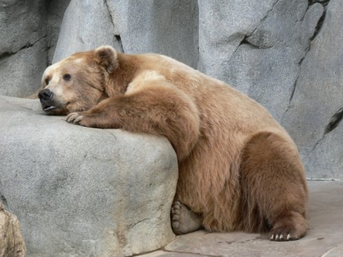 sad_bear_500.jpg