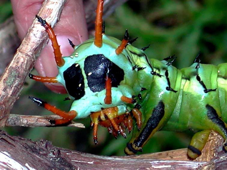 Caterpillar091907b.jpg
