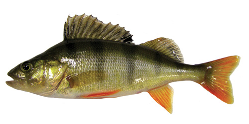 perch.jpg
