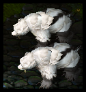 wfUB8pq.png