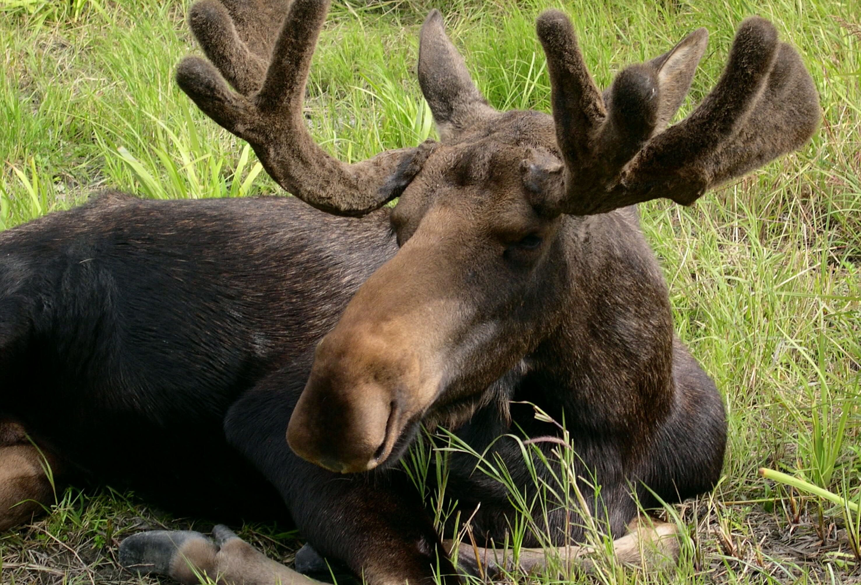 moose21.jpg