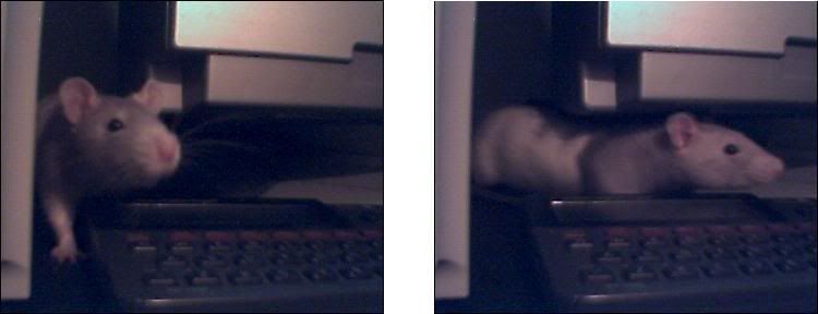 Hope_the_Cute_Rat.jpg