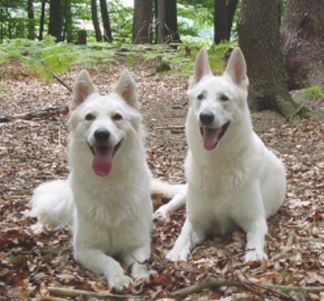 Charakter%20Weisser%20Schaeferhund.jpg