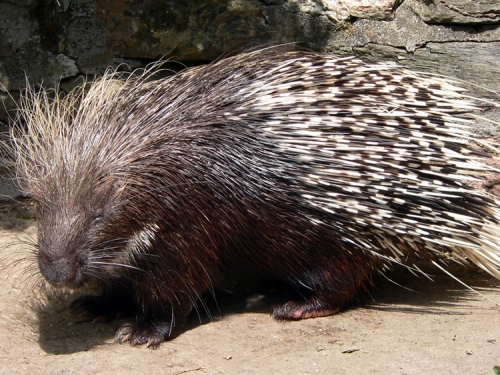 s_porcupine.jpg