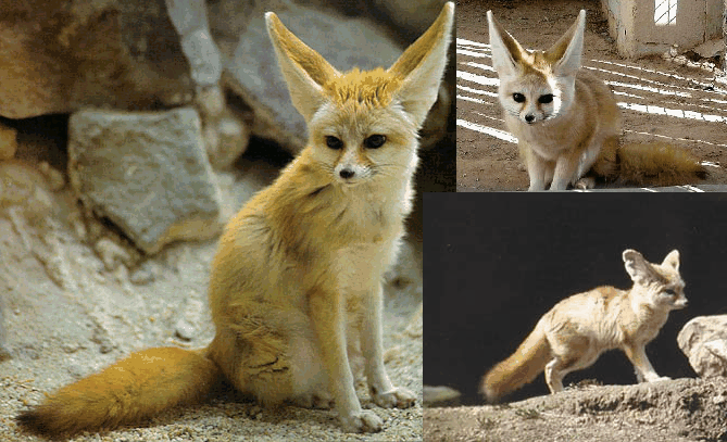 Fennec.gif