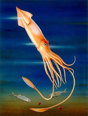 squid.jpg