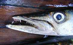 thmb_Similan24Baracuda.jpg