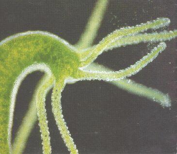 I10-26-hydra.jpg