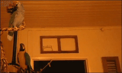 jcv11X4.gif