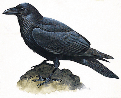 raven-info0.gif