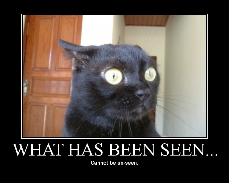 lolcat.jpg