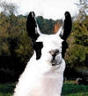 Card%20-%20Happy%20Llama_small.jpg