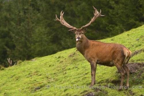 deer-stag_64.jpg