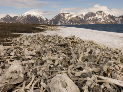 Pile-of-Bigfoot-Bones.jpg