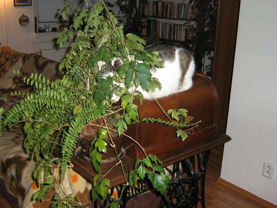 My_cat__3_by_Numerion.jpg