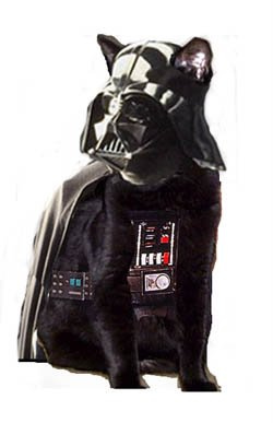 vader-cat.jpg
