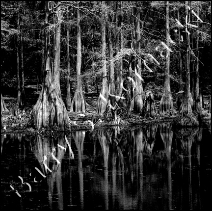 cypress%20swamp001.jpg