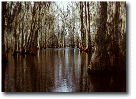 swamp2.gif