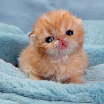 kitten2-400x400.jpg