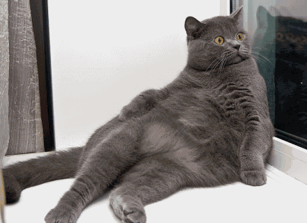 rcYEb.gif