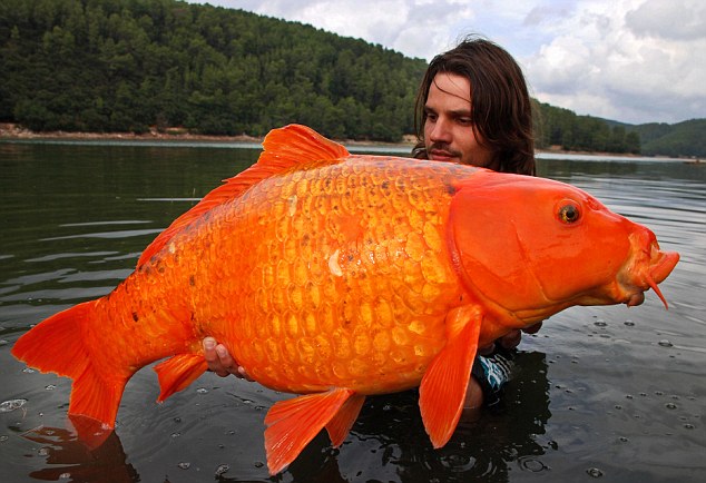 goldfish1.jpg