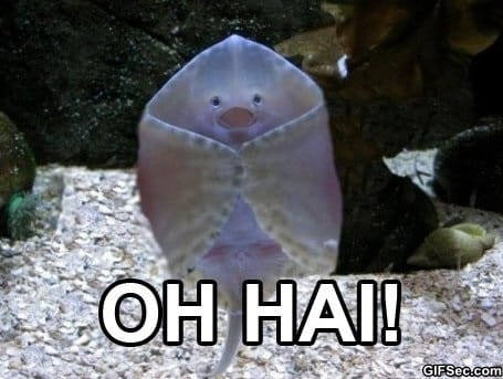 Oh-Hai.jpg