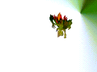 161163-albums1003-picture7980.gif