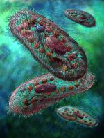 PARAMECIUM-150.jpg