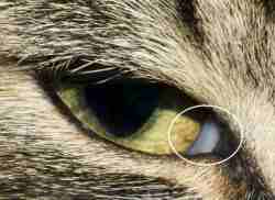 Third-eyelid-250x182.jpg