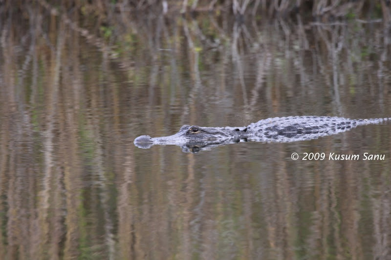 Croc_swimming.jpg