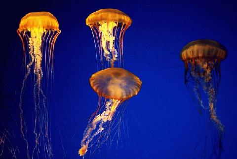 cnidaria.jpg