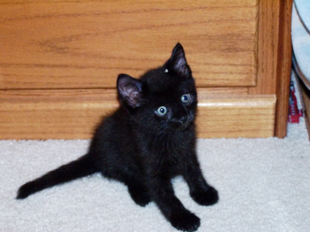 cat1.jpg