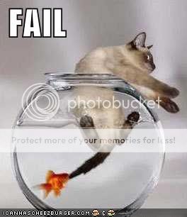 funny-picture-cat-fail.jpg