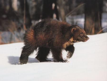 wolverine_snow.jpg