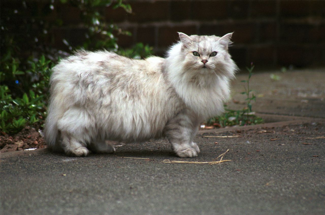 StoneCat3.jpg