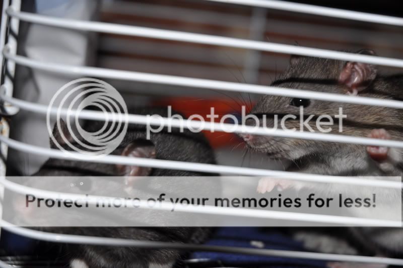 Rattus1.jpg