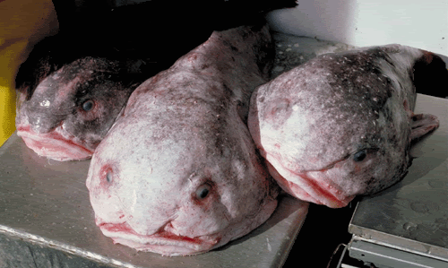 blobsculpin.gif