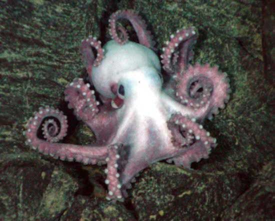 mollusk1.jpg
