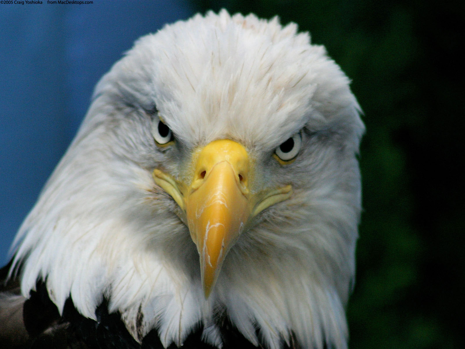 bald_eagle-normal%20closeup.jpg