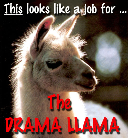 drama-llama.jpg