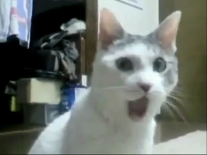OMGCATBIG.jpg