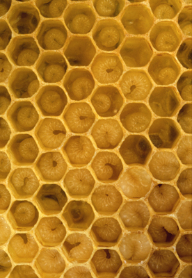 honeycomb.jpg