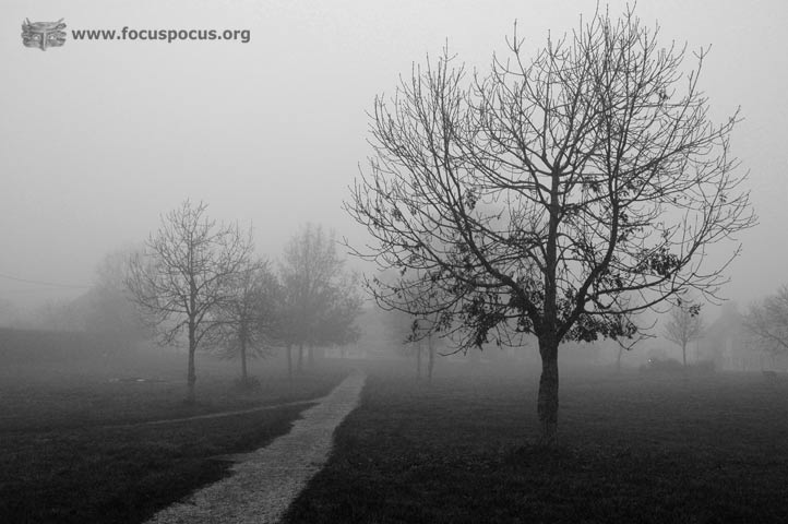 0069_Trees-in-Fog-.jpg