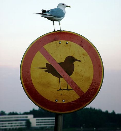 bird-on-no-bird-sign.jpg